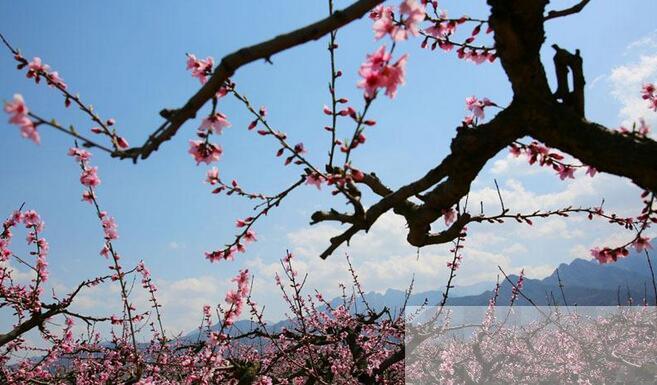 西安市长安区王莽街办万亩桃花盛开